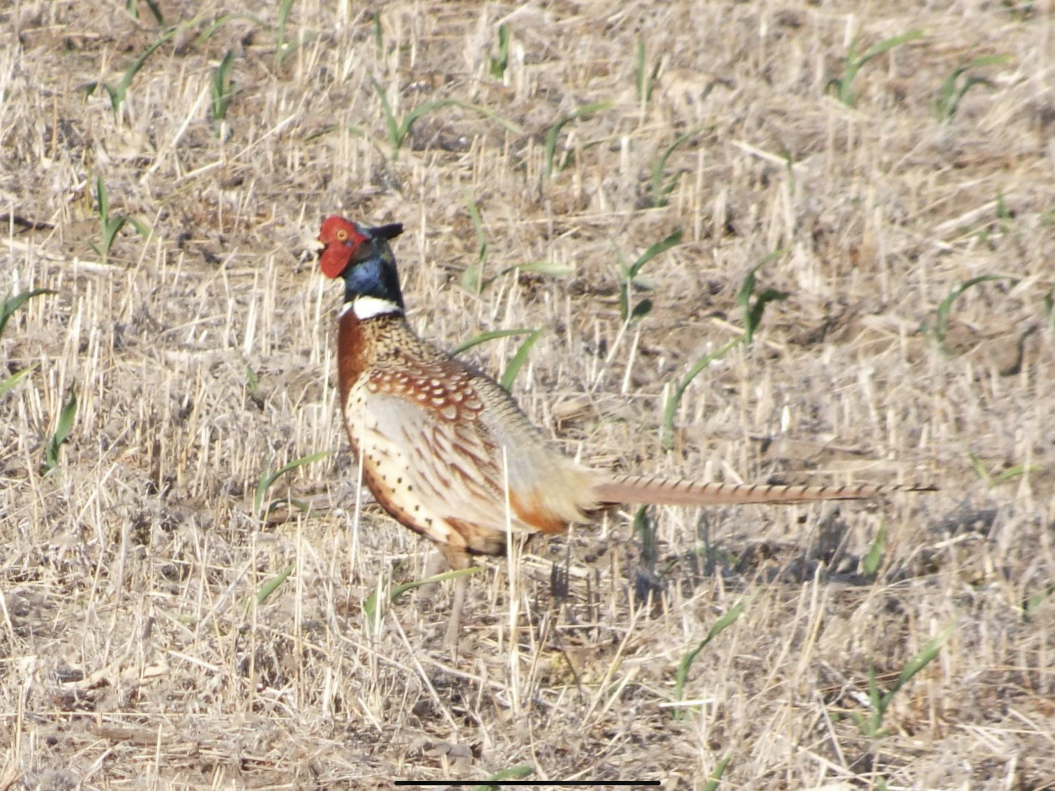 Pheasant - state bird's image